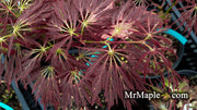- Acer palmatum 'Dr. Brown' Japanese Maple - Mr Maple │ Buy Japanese Maple Trees