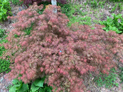 - Acer palmatum 'Dr. Brown' Japanese Maple - Mr Maple │ Buy Japanese Maple Trees
