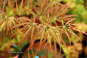 - Acer palmatum 'Dr. Brown' Japanese Maple - Mr Maple │ Buy Japanese Maple Trees