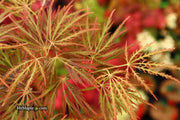 - Acer palmatum 'Dr. Brown' Japanese Maple - Mr Maple │ Buy Japanese Maple Trees