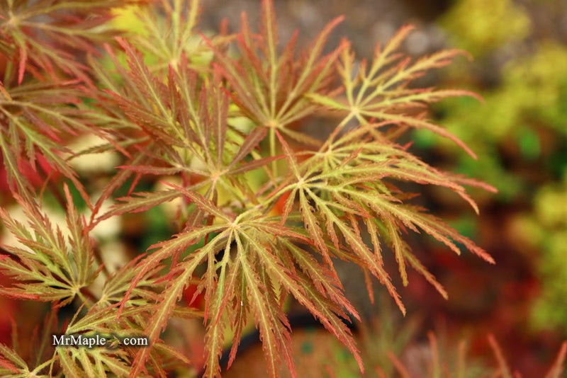 - Acer palmatum 'Dr. Brown' Japanese Maple - Mr Maple │ Buy Japanese Maple Trees