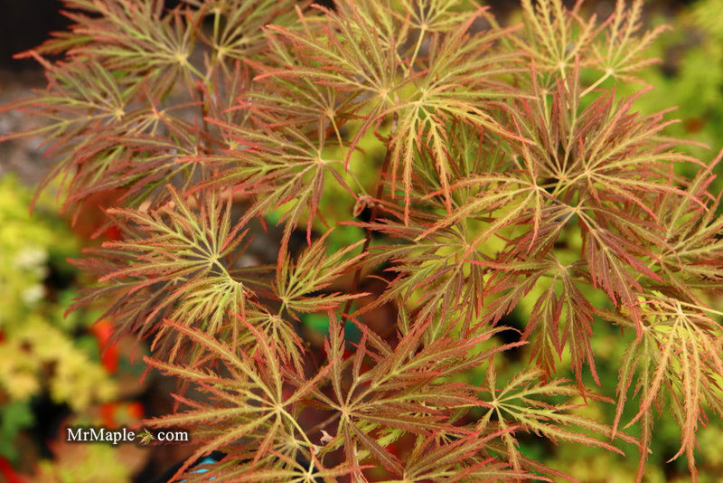 - Acer palmatum 'Dr. Brown' Japanese Maple - Mr Maple │ Buy Japanese Maple Trees