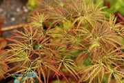 - Acer palmatum 'Dr. Brown' Japanese Maple - Mr Maple │ Buy Japanese Maple Trees