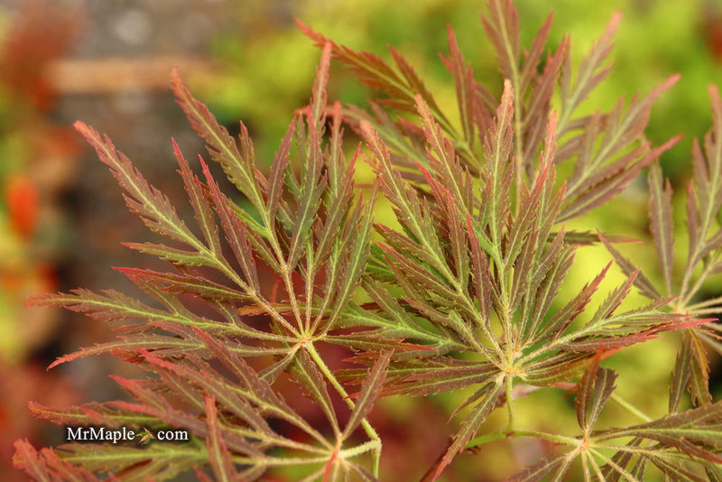 - Acer palmatum 'Dr. Brown' Japanese Maple - Mr Maple │ Buy Japanese Maple Trees