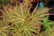 - Acer palmatum 'Dr. Brown' Japanese Maple - Mr Maple │ Buy Japanese Maple Trees