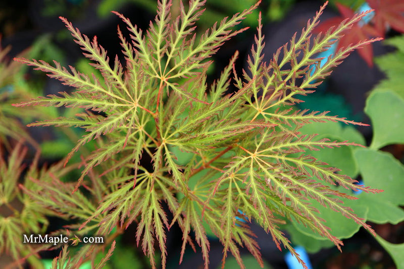 - Acer palmatum 'Dr. Brown' Japanese Maple - Mr Maple │ Buy Japanese Maple Trees