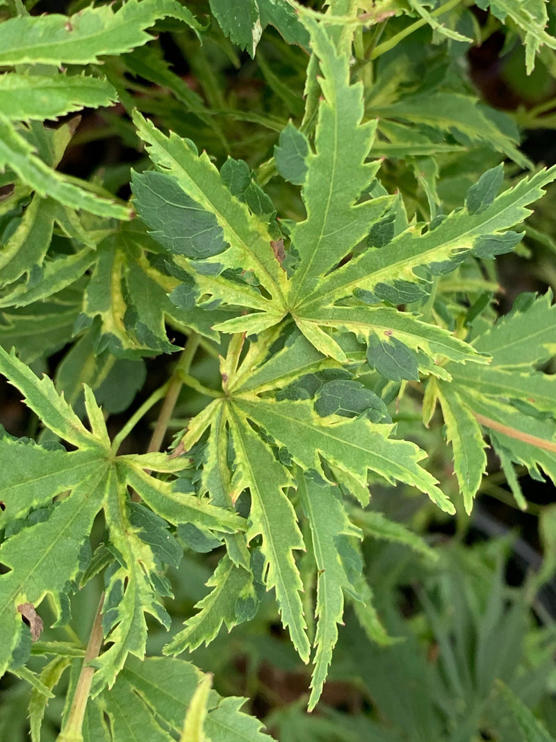 - Acer palmatum 'Dr Seuss' Dwarf Variegated Japanese Maple - Mr Maple │ Buy Japanese Maple Trees