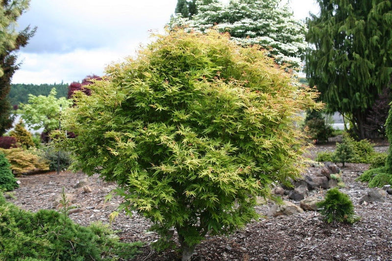 - Acer palmatum 'Dr Seuss' Dwarf Variegated Japanese Maple - Mr Maple │ Buy Japanese Maple Trees