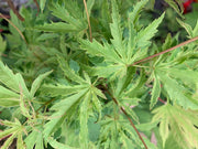 - Acer palmatum 'Dr Seuss' Dwarf Variegated Japanese Maple - Mr Maple │ Buy Japanese Maple Trees