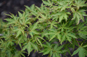 - Acer palmatum 'Dr Seuss' Dwarf Variegated Japanese Maple - Mr Maple │ Buy Japanese Maple Trees