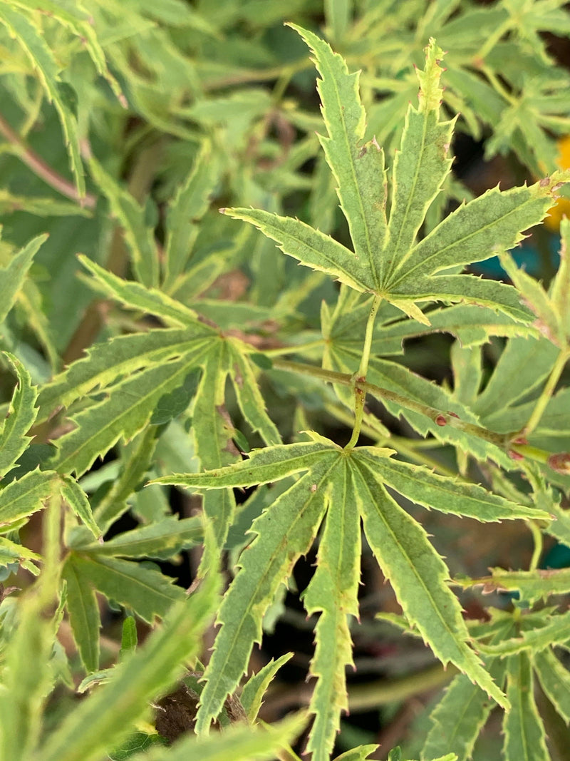 - Acer palmatum 'Dr Seuss' Dwarf Variegated Japanese Maple - Mr Maple │ Buy Japanese Maple Trees