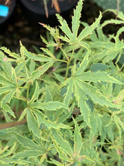 - Acer palmatum 'Dr Seuss' Dwarf Variegated Japanese Maple - Mr Maple │ Buy Japanese Maple Trees