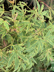 - Acer palmatum 'Dr Seuss' Dwarf Variegated Japanese Maple - Mr Maple │ Buy Japanese Maple Trees