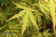 - Acer palmatum 'Dr Seuss' Dwarf Variegated Japanese Maple - Mr Maple │ Buy Japanese Maple Trees