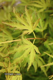 - Acer palmatum 'Dr Seuss' Dwarf Variegated Japanese Maple - Mr Maple │ Buy Japanese Maple Trees