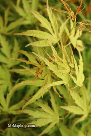 - Acer palmatum 'Dr Seuss' Dwarf Variegated Japanese Maple - Mr Maple │ Buy Japanese Maple Trees
