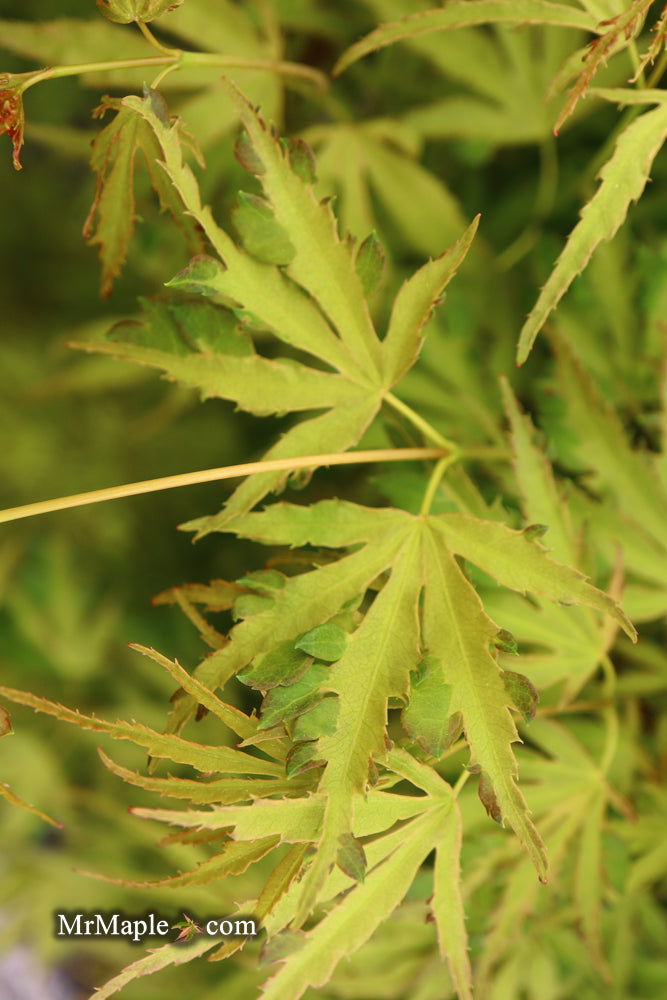 - Acer palmatum 'Dr Seuss' Dwarf Variegated Japanese Maple - Mr Maple │ Buy Japanese Maple Trees