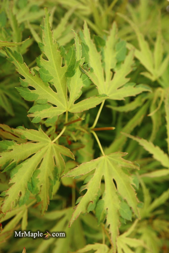 - Acer palmatum 'Dr Seuss' Dwarf Variegated Japanese Maple - Mr Maple │ Buy Japanese Maple Trees