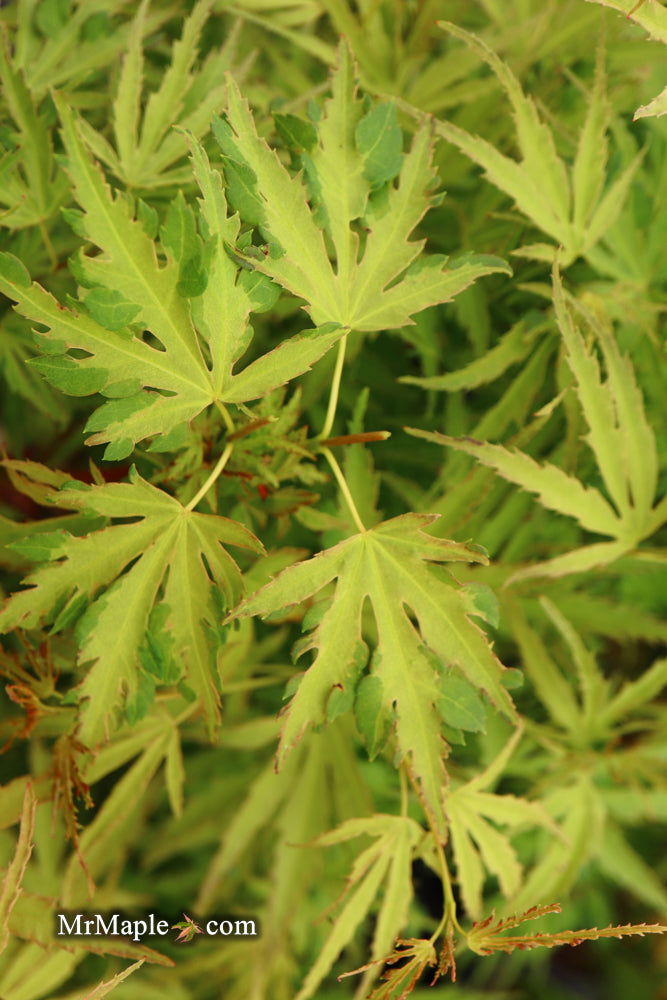 - Acer palmatum 'Dr Seuss' Dwarf Variegated Japanese Maple - Mr Maple │ Buy Japanese Maple Trees