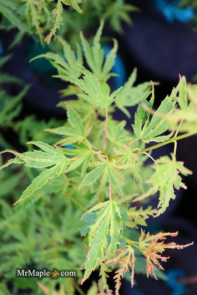 - Acer palmatum 'Dr Seuss' Dwarf Variegated Japanese Maple - Mr Maple │ Buy Japanese Maple Trees