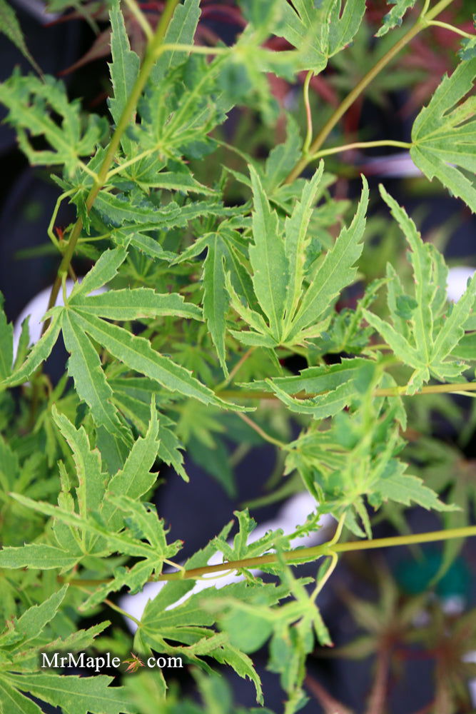 - Acer palmatum 'Dr Seuss' Dwarf Variegated Japanese Maple - Mr Maple │ Buy Japanese Maple Trees