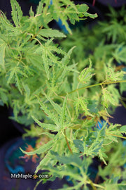 - Acer palmatum 'Dr Seuss' Dwarf Variegated Japanese Maple - Mr Maple │ Buy Japanese Maple Trees