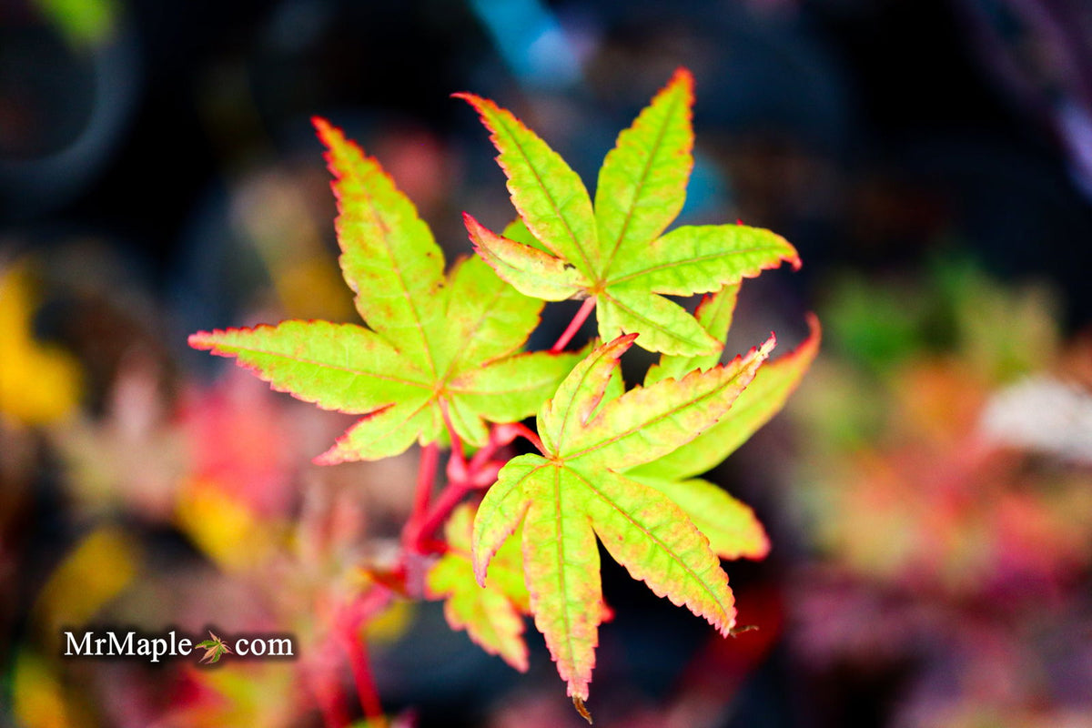 Buy Acer palmatum Dragon King Red Japanese Maple Tree — Mr Maple │ Buy