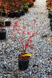 - Acer palmatum 'Dragon King' Red Japanese Maple Tree - Mr Maple │ Buy Japanese Maple Trees