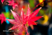 - Acer palmatum 'Dragon King' Red Japanese Maple Tree - Mr Maple │ Buy Japanese Maple Trees