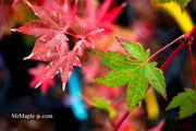 - Acer palmatum 'Dragon King' Red Japanese Maple Tree - Mr Maple │ Buy Japanese Maple Trees