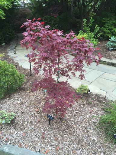 - Acer palmatum 'Dragon Tears' Japanese Maple - Mr Maple │ Buy Japanese Maple Trees