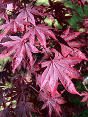 - Acer palmatum 'Dragon Tears' Japanese Maple - Mr Maple │ Buy Japanese Maple Trees