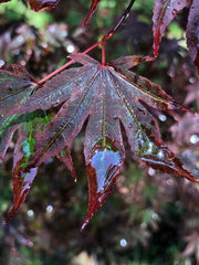 - Acer palmatum 'Dragon Tears' Japanese Maple - Mr Maple │ Buy Japanese Maple Trees