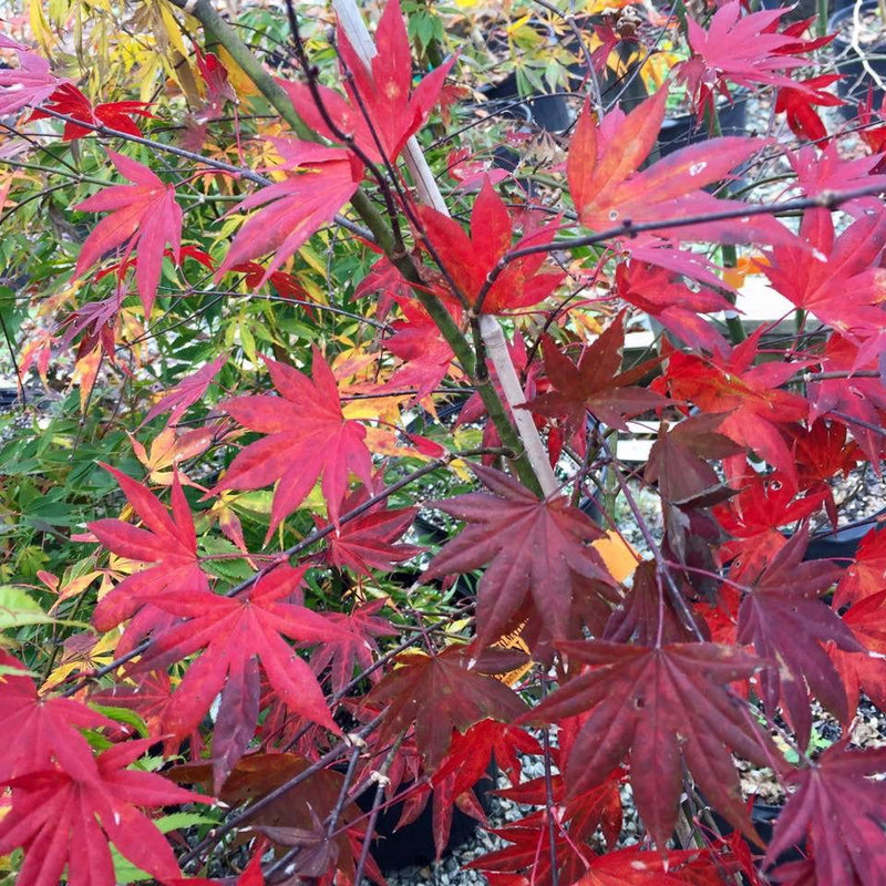 - Acer palmatum 'Dragon Tears' Japanese Maple - Mr Maple │ Buy Japanese Maple Trees