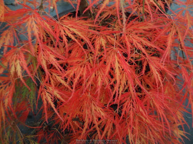 - Acer palmatum 'Dragon's Fire' Weeping Japanese Maple - Mr Maple │ Buy Japanese Maple Trees