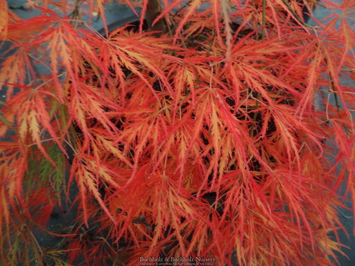 '- Acer palmatum 'Dragon's Fire' Weeping Japanese Maple - Mr Maple │ Buy Japanese Maple Trees