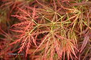 - Acer palmatum 'Dragon's Fire' Weeping Japanese Maple - Mr Maple │ Buy Japanese Maple Trees