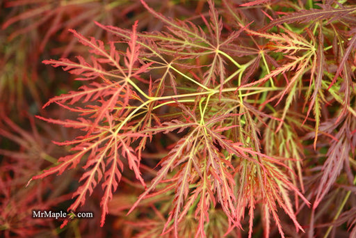 '- Acer palmatum 'Dragon's Fire' Weeping Japanese Maple - Mr Maple │ Buy Japanese Maple Trees