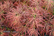 - Acer palmatum 'Dragon's Fire' Weeping Japanese Maple - Mr Maple │ Buy Japanese Maple Trees