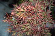 - Acer palmatum 'Dragon's Fire' Weeping Japanese Maple - Mr Maple │ Buy Japanese Maple Trees