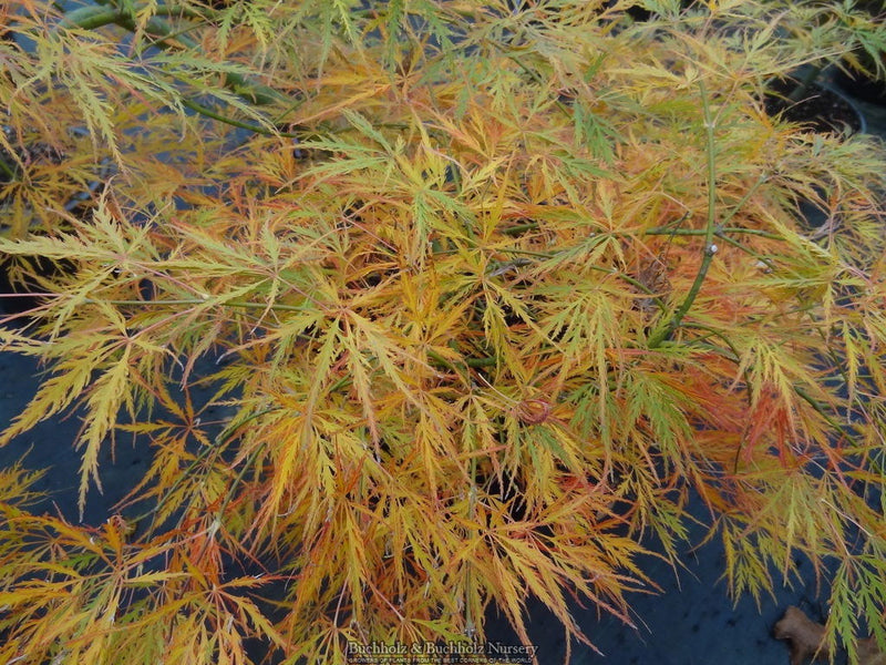- Acer palmatum 'Dragon's Fire' Weeping Japanese Maple - Mr Maple │ Buy Japanese Maple Trees