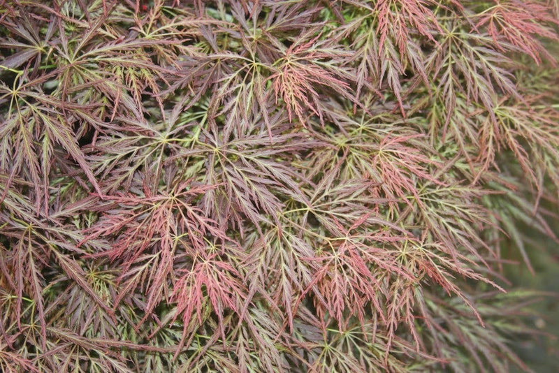 - Acer palmatum 'Dragon's Fire' Weeping Japanese Maple - Mr Maple │ Buy Japanese Maple Trees