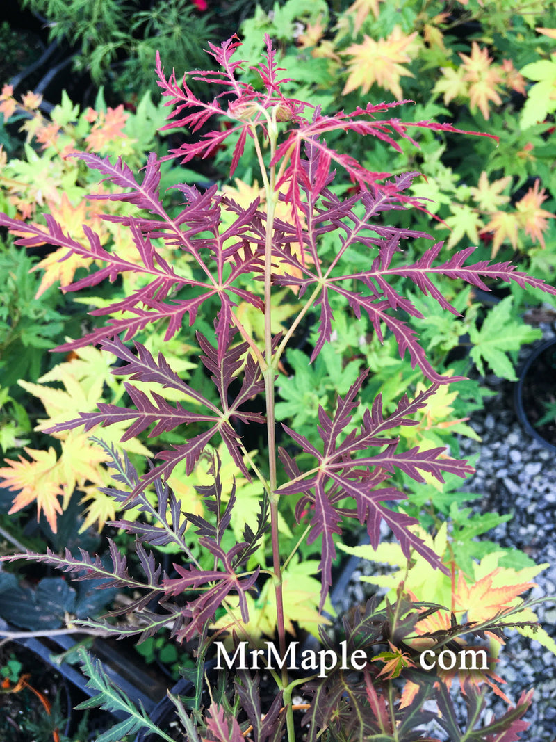 - Acer palmatum 'Dragon's Fire' Weeping Japanese Maple - Mr Maple │ Buy Japanese Maple Trees