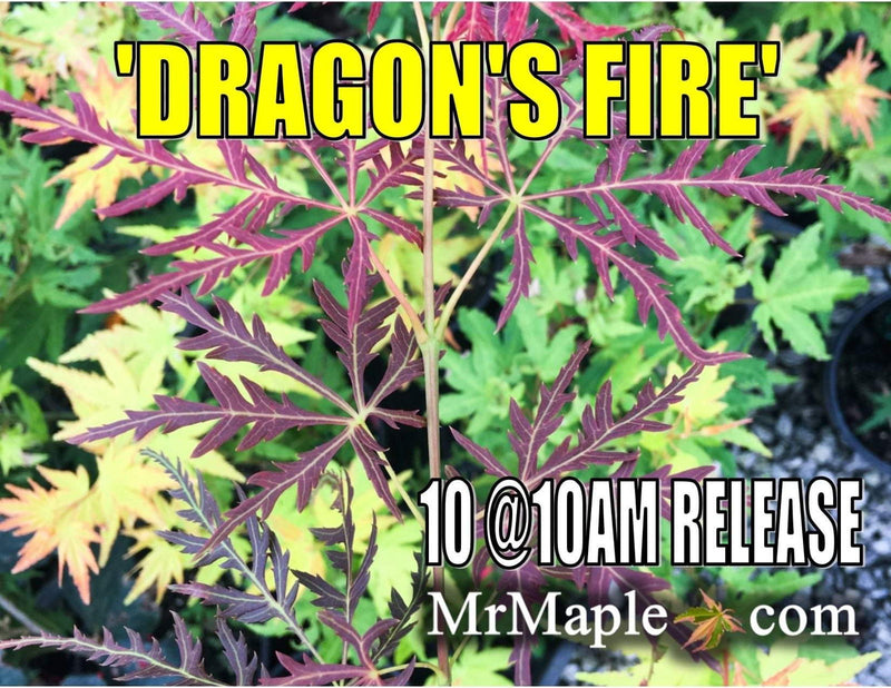 - Acer palmatum 'Dragon's Fire' Weeping Japanese Maple - Mr Maple │ Buy Japanese Maple Trees