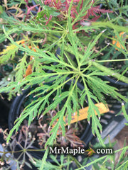 - Acer palmatum 'Dragon's Fire' Weeping Japanese Maple - Mr Maple │ Buy Japanese Maple Trees