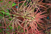- Acer palmatum 'Dragon's Fire' Weeping Japanese Maple - Mr Maple │ Buy Japanese Maple Trees