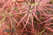 - Acer palmatum 'Dragon's Fire' Weeping Japanese Maple - Mr Maple │ Buy Japanese Maple Trees