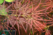 - Acer palmatum 'Dragon's Fire' Weeping Japanese Maple - Mr Maple │ Buy Japanese Maple Trees
