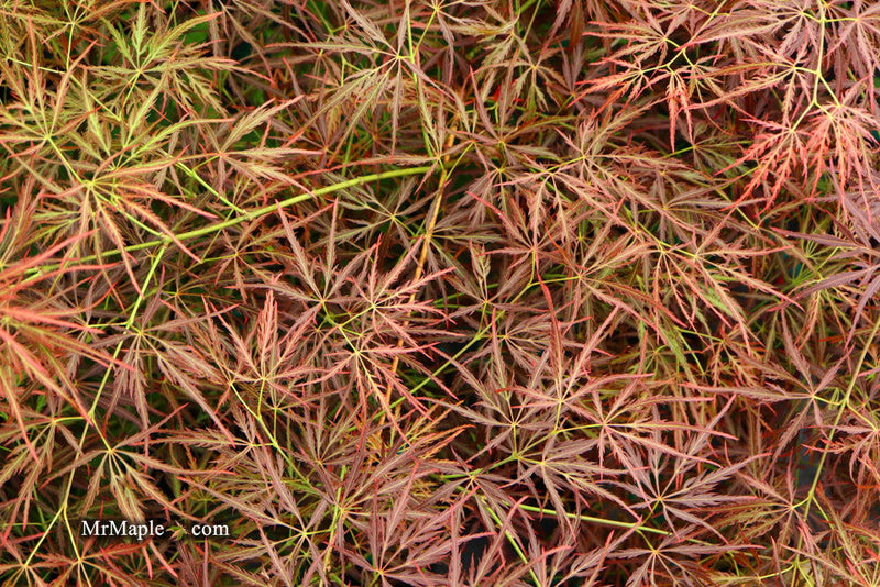 - Acer palmatum 'Dragon's Fire' Weeping Japanese Maple - Mr Maple │ Buy Japanese Maple Trees