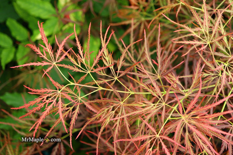 - Acer palmatum 'Dragon's Fire' Weeping Japanese Maple - Mr Maple │ Buy Japanese Maple Trees